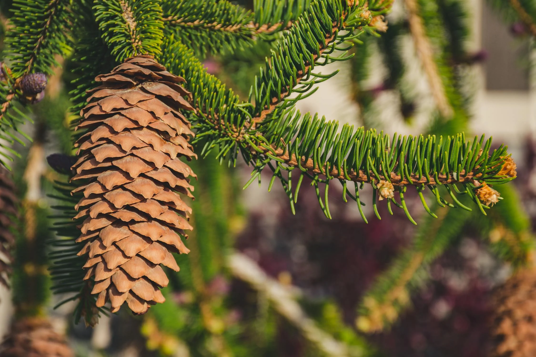 Pine bark extract benefits